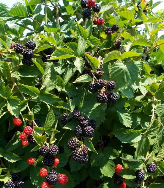 Rubus fruticosus 'Triple Crown'